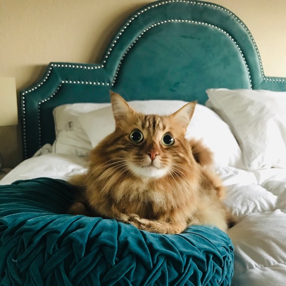 Lotus - Picture 7 of 7